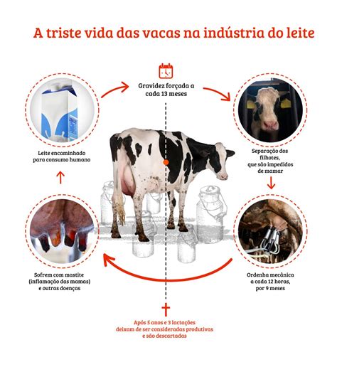 Voc Sabe Como O Processo De Produ O Do Leite De Vaca