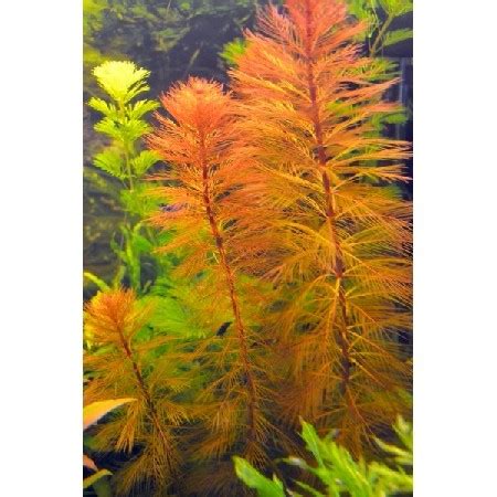 Перистолистнк рорайма, Myriophyllum sp. Roraima купити з доставкою по ...