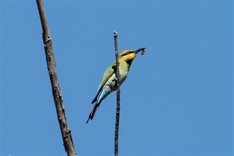 Birds From Murrumbidgee River Corridor ACT Flickr