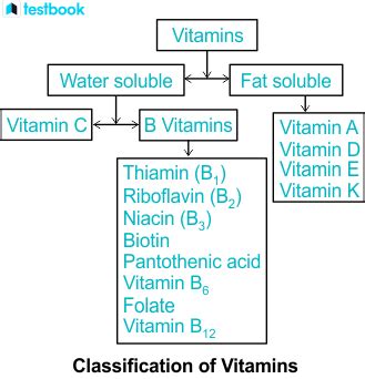 Types of Vitamins: Learn the Function of Different Vitamins.