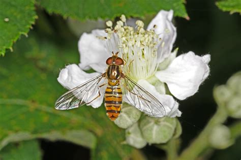 Dsc Female Episyrphus Balteatus On Bramble Flower Derek