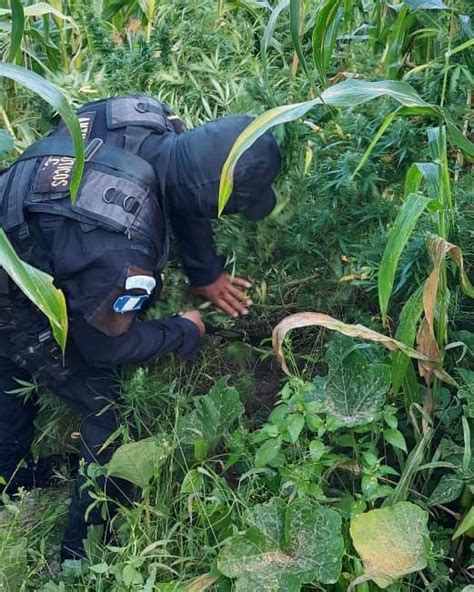 Erradican Plantaciones De Marihuana Valoradas En M S De Millones De