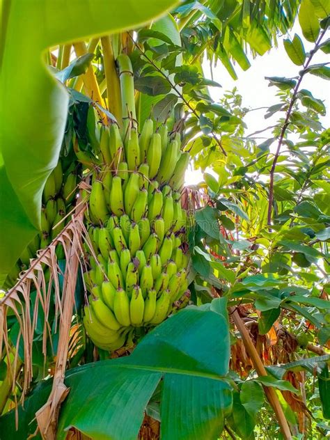 árbol De Plátanos Con Bananas Verdes Sin Madurar Imagen de archivo