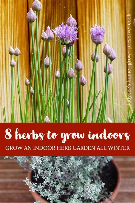 8 Herbs To Grow Indoors