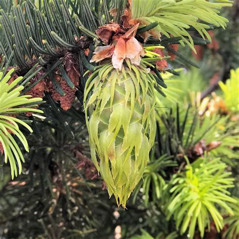 New Douglas Fir Cones — Trees Pacific Northwest