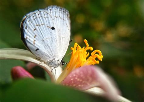 Techniques for handheld macro photography - Roy's Viewfinder