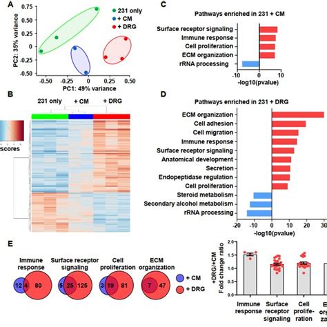 Drg Sensory Neurons In Co Culture Increase Tnbc Cell Migration And