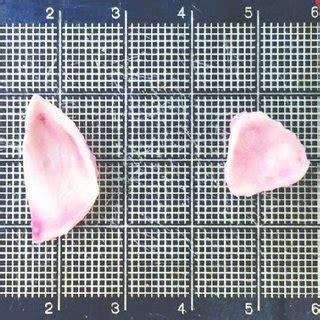 Cymba of the concha cartilage harvested from the ear. | Download Scientific Diagram