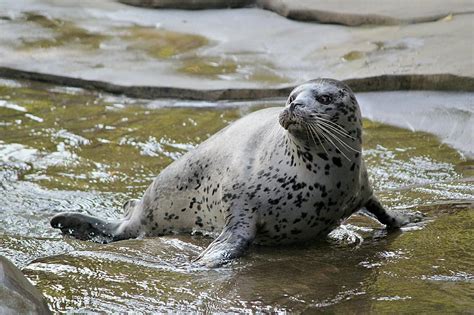 See Como Zoo's New Seal & Sea Lion Habitat