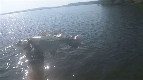 Texas White Bass On Lake Wright Patman June 15 2020 Youtube