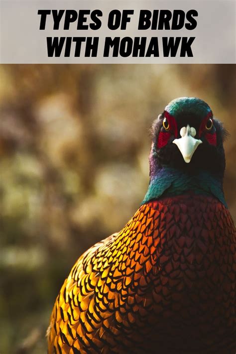 Types Of Birds With Mohawks With Pictures