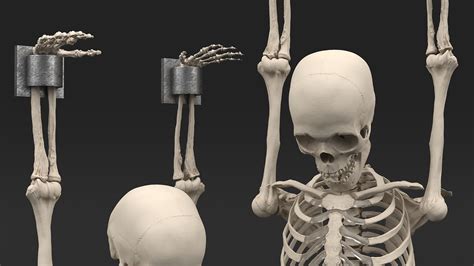 Human Male Remains Skeleton Shackled D Model Ds Blend C D