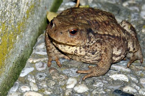 Common Toad Facts, Pictures & In-Depth Information For Kids & Adults