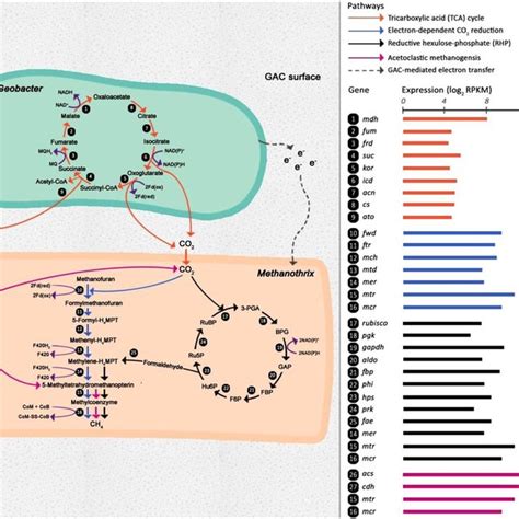 Annotated Pathways Of Acetate Oxidation Acetocalstic Methanogenesis Download Scientific