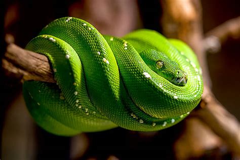 Green Boa Constrictor