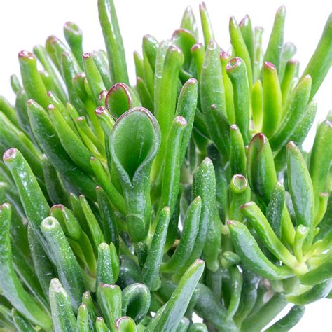 crassula ovata plant arbre de jade crassula ovata kvyoo