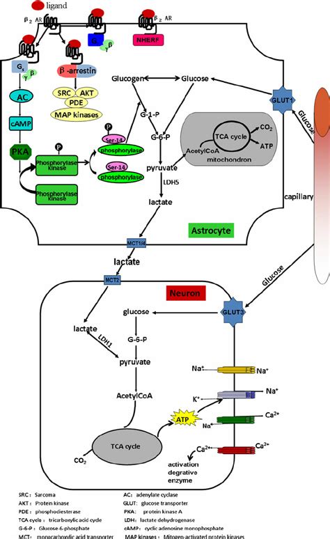 Signaling Cascade By Beta2 Adrenergic Receptor And Its Regula B Tion