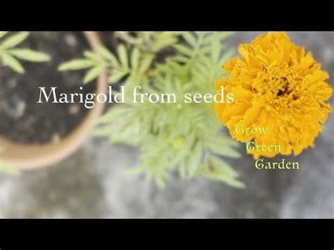 Marigold flowers from seeds : r/Plant_Progress