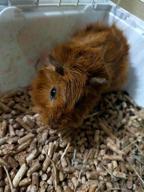 Guinea Pig Cage - Free photo on Pixabay - Pixabay