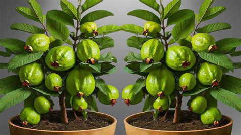 Ready To Grow Your Own Guava And Lychee Trees At Home How To Grow