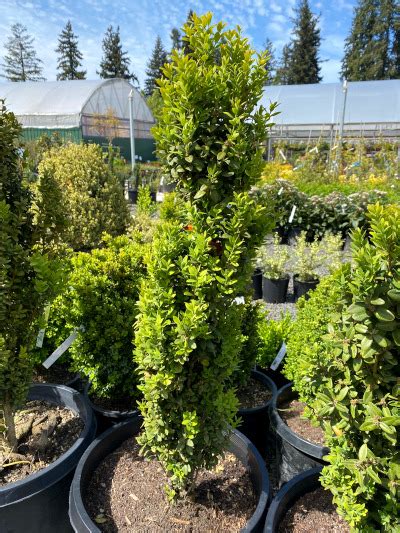 Ten Tall Skinny Plants For Tight Spaces Yard N Garden Land