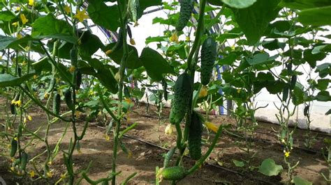 Маша F1 (Masha F1) партенокарпический огурец компании Seminis - YouTube