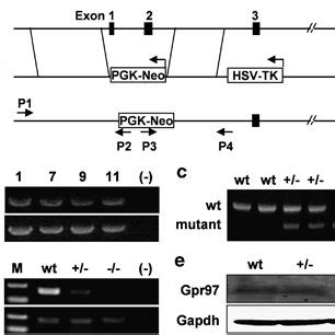 Targeted Disruption Of Gpr In Mice A Schematic Representation Of