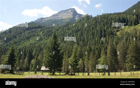 Forest in Austria Stock Photo - Alamy