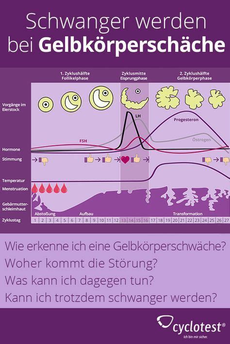 Kann ich mit einer Gelbkörperschwäche schwanger werden cyclotest