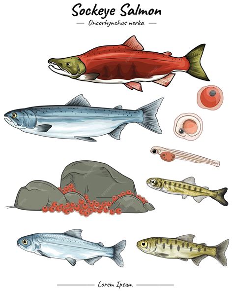 Premium Vector Sockeye Salmon Illustration Set