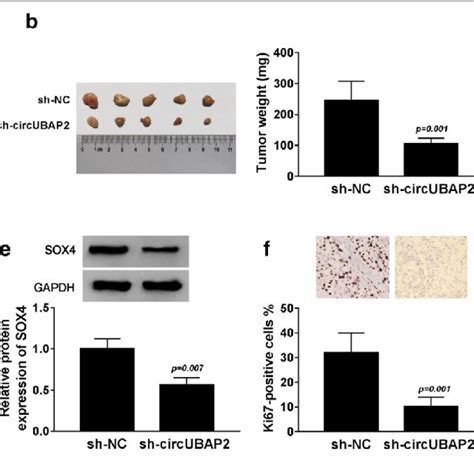 Circubap Promotes Cc Cell Growth And Metastasis In Vivo A Tumor