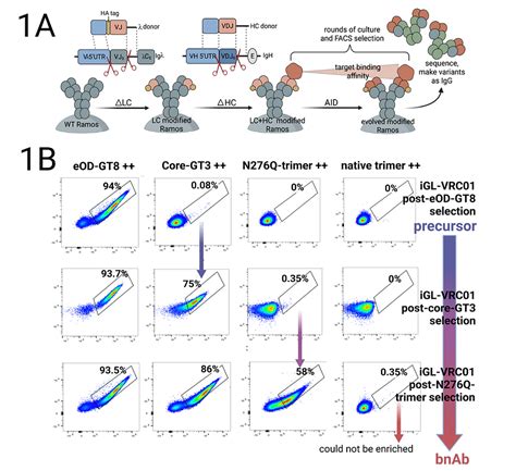 in vitro germinal centers | VOSS LABORATORY