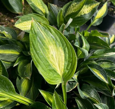 Hosta Yellow Polka Dot Bikini Yellow Polka Dot Bikini Plantain Lily