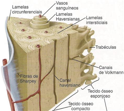 Histologia Básica Tecido Ósseo Odontologistas