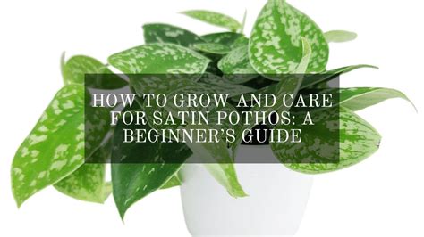 How To Grow And Care For Satin Pothos A Beginners Guide