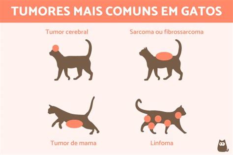 Tipos Síntomas Y Causas De Tumores En Gatos Mascotario