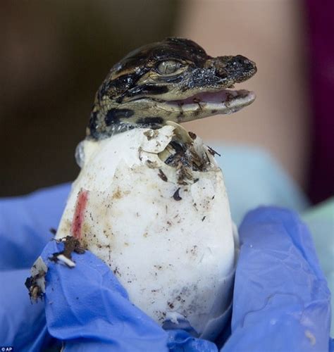 40 Amazing Pictures Of Baby Animals Hatching Eggs