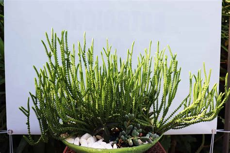 Watch Chain Succulent Care Guide Plantly