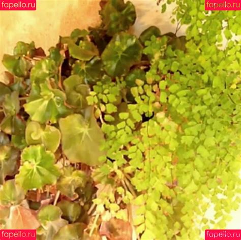 Leaks Nude Petra Verkaik Onlyfans Photo Gallery Camsoda Love