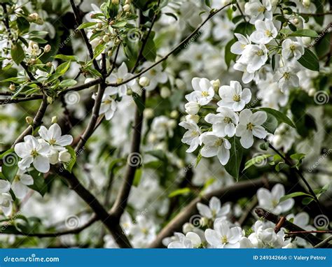 Ramas De Un Manzano Floreciente Con Hermosas Flores Blancas Foto De