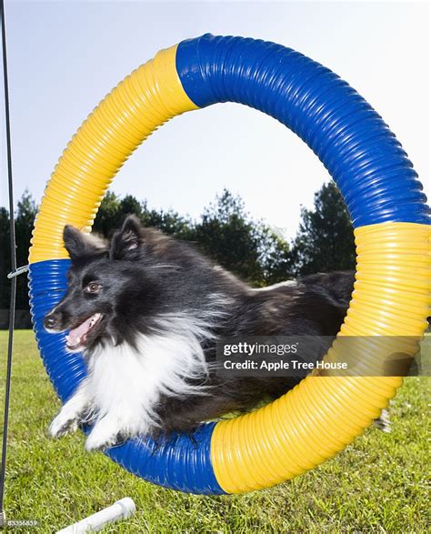 Sheltie Jumping Through Agility Tire Jump High Res Stock Photo Getty