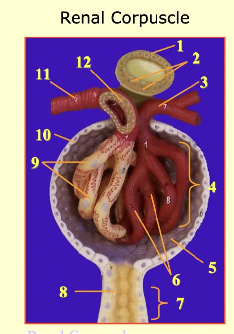 Renal Corpuscle Diagram Quizlet