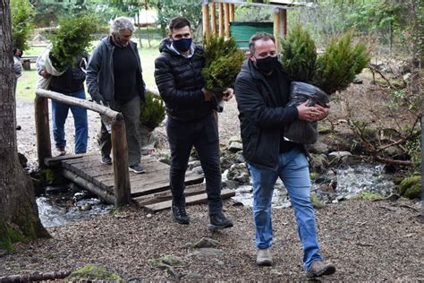 Comenzó La Restauración De Bosques En áreas Afectadas Por Los Incendios