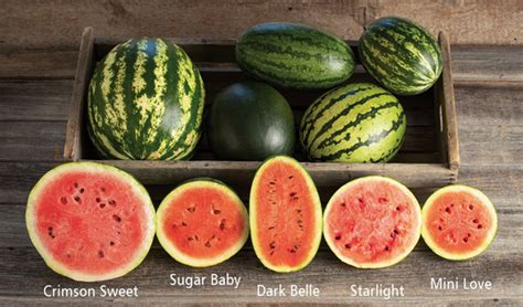 Watermelon Varieties: Wow Look at the Choices! - Watermelon Times