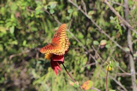 Premium Photo | Butterflies and moths important pollinators gracefully ...