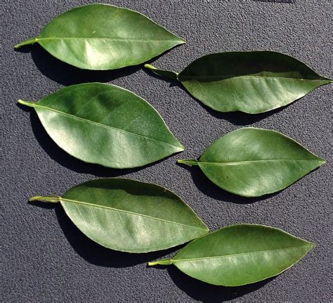 Factors Affecting Nutrient Concentration Of Citrus Leaves Citrus