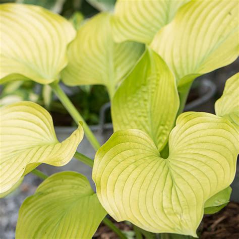 Szk Ka Bylin Dobrepole Hosta Age Of Gold Funkia Ogrodowa