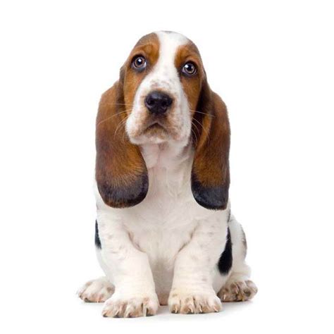 Basset Hound Names Male | PETSIDI