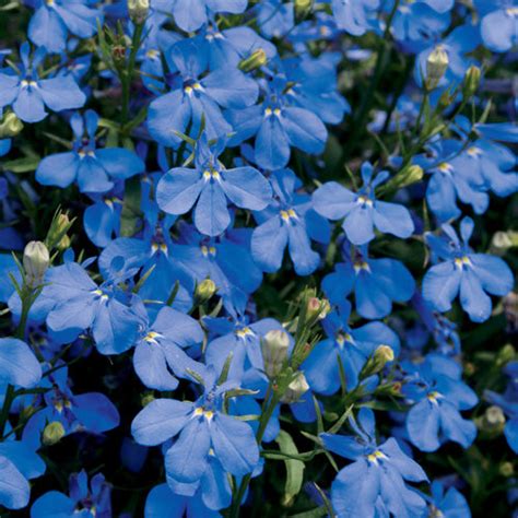 Lobelia Pitica Albastra 0 1 G Seminte Planta Ornamentala Lobelia