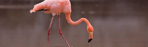 Flamingo Habitat